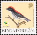 Scarlet-backed Flowerpecker (Dicaeum cruentatum)